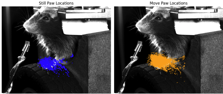 Action Segmentation and Behavioral Analysis in Mice